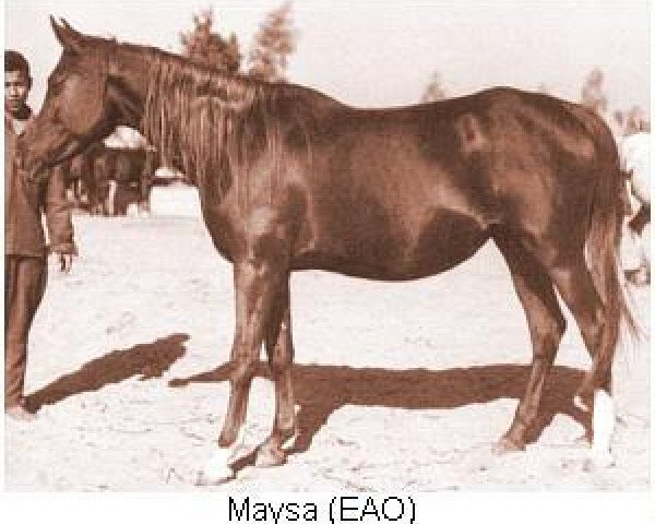 broodmare Maysa 1955 EAO (Arabian purebred, 1955, from Anter 1946 EAO)