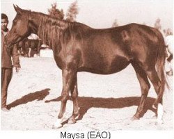broodmare Maysa 1955 EAO (Arabian purebred, 1955, from Anter 1946 EAO)