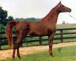 broodmare Magidaa 1964 EAO (Arabian purebred, 1964, from Alaa El Din 1956 EAO)