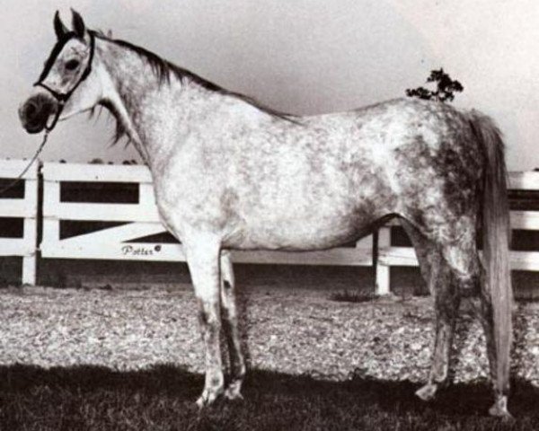 broodmare Nabilahh 1960 EAO (Arabian purebred, 1960, from Anter 1946 EAO)
