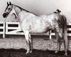 broodmare Nabilahh 1960 EAO (Arabian purebred, 1960, from Anter 1946 EAO)