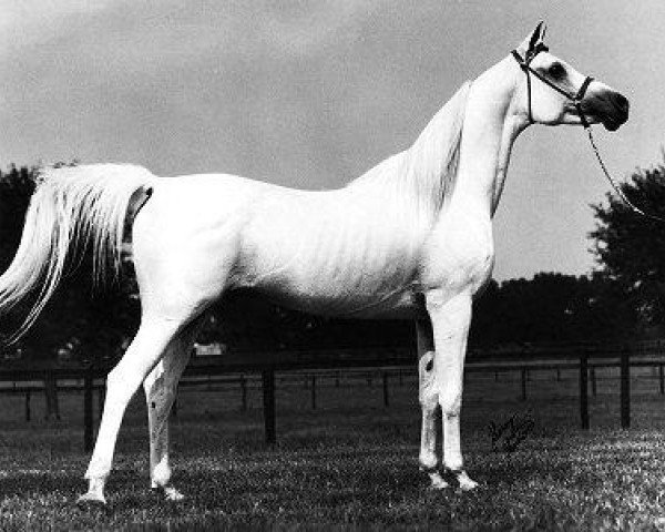 stallion Khofo 1965 EAO (Arabian purebred, 1965, from Morafic 1956 EAO)
