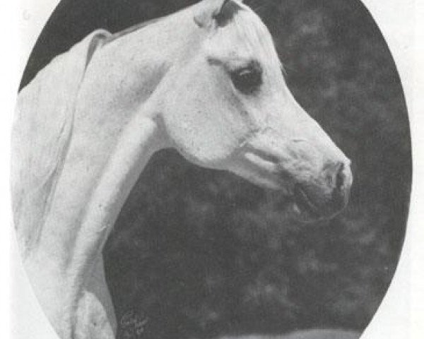broodmare Bint Magidaa ox (Arabian purebred, 1970, from Khofo 1965 EAO)