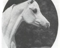broodmare Bint Magidaa ox (Arabian purebred, 1970, from Khofo 1965 EAO)