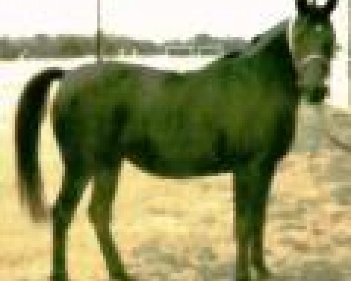 broodmare Bahila 1977 ox (Arabian purebred, 1977, from Ibn Galal I 1973 EAO)