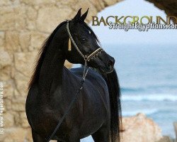 broodmare The Vision HG ox EAO (Arabian purebred, 1994, from Thee Desperado 1989 EAO)