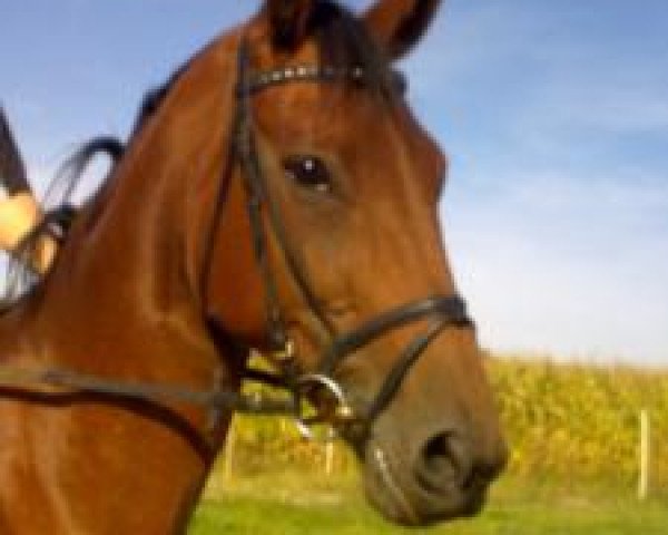 broodmare Wynona (Hanoverian, 1998, from Wanderkönig)