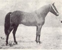 stallion Astraled 1900 ox (Arabian purebred, 1900, from Mesaoud 1887 RAS)