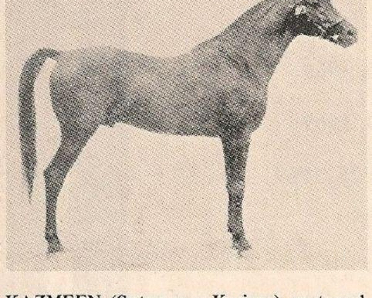 Deckhengst Kazmeen 1916 EAO (Vollblutaraber, 1916, von Sotamm 1910 ox)