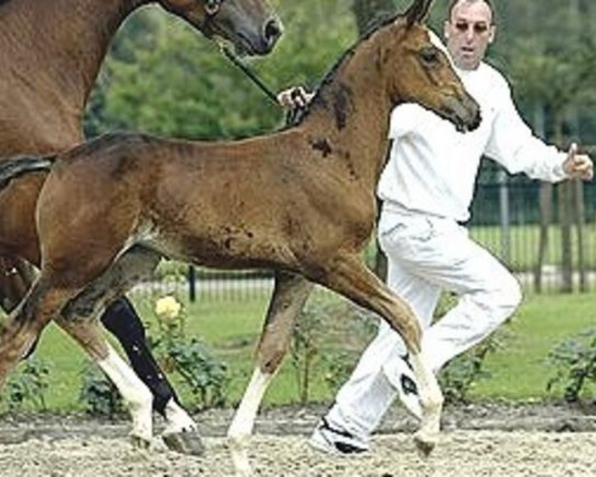 Zuchtstute Valarnike (KWPN (Niederländisches Warmblut), 2002, von Heartbreaker)