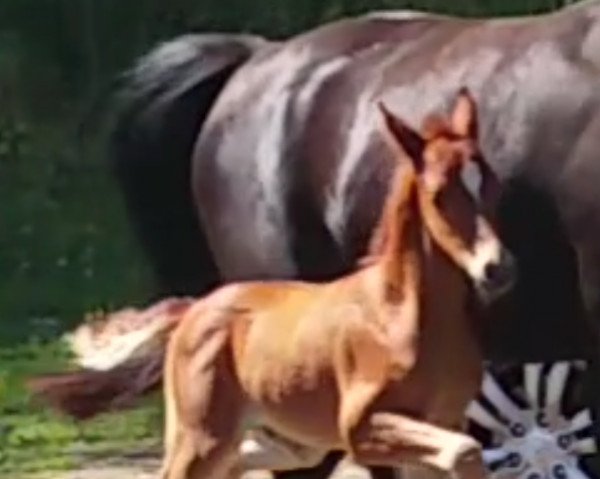 horse Altenklosterhof's Diamore (German Riding Pony, 2017, from Dreidimensional AT NRW)