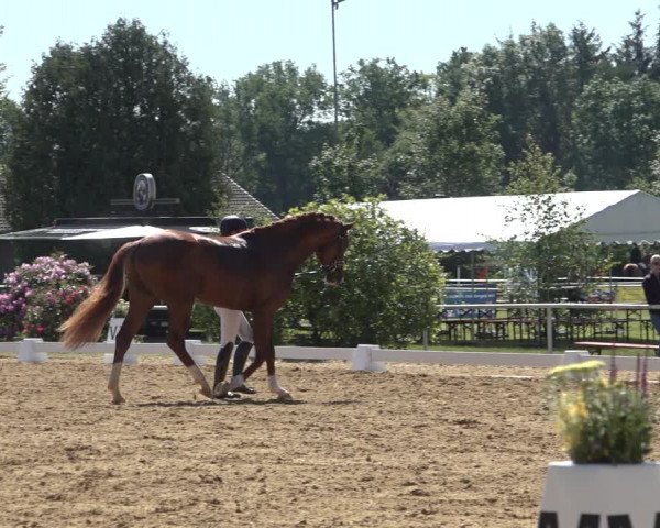 Reitturnier Pennigbüttel 2022