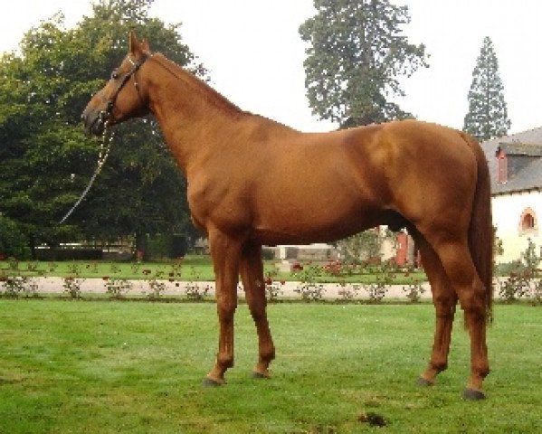 stallion Gunter D'L'Herbage (Selle Français, 1994, from Rosire) stallion Gunter D'L'Herbage (Selle Français, 1994, from Rosire)