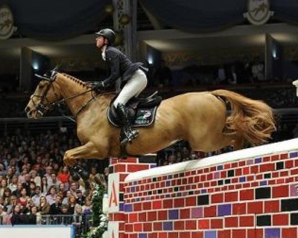 jumper Noctambule Courcelle (Selle Français, 2001, from Fidelio du Donjon)