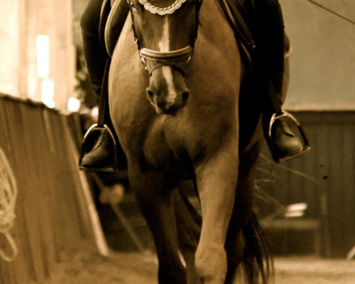 horse Looping (Bavarian, 2008, from Leviathan)