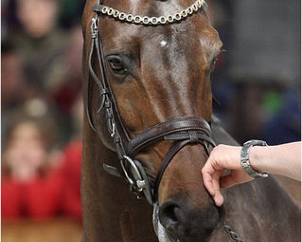 Deckhengst Veron (KWPN (Niederländisches Warmblut), 2002, von Quite Easy I)