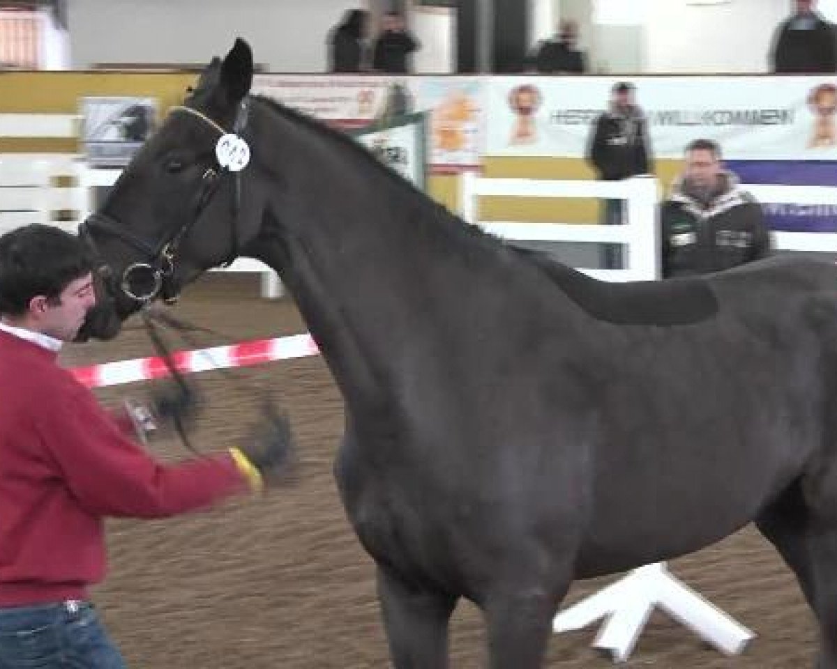 jumper C-Indoctra (Oldenburg show jumper, 2006, from Indoctro)