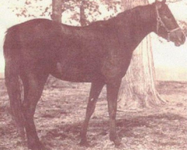 broodmare Serroufa 1957 EAO (Arabian purebred, 1957, from Fa-Serr ox)