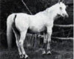 broodmare Bint Helwa 1887 RAS (Arabian purebred, 1887, from Aziz 1877 RAS)