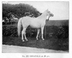 broodmare Ghazala 1896 RAS (Arabian purebred, 1896, from Ibn Sherara 1875 RAS)