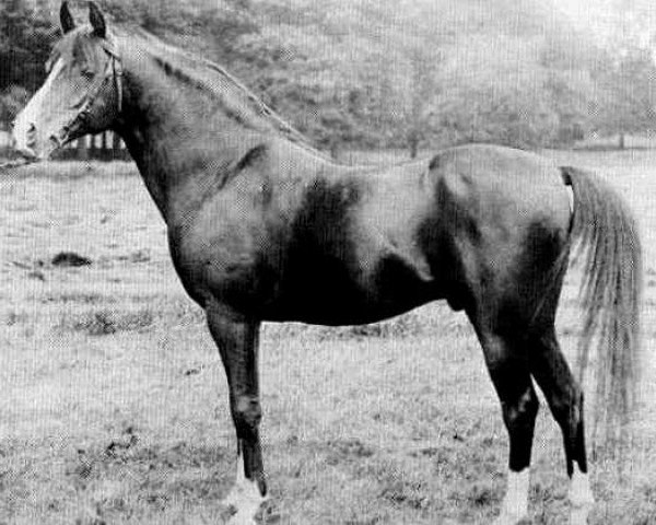 Deckhengst Ahmar 1890 ox (Vollblutaraber, 1890, von Azrek 1881 DB) Deckhengst Ahmar 1890 ox (Vollblutaraber, 1890, von Azrek 1881 DB)
