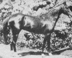 broodmare Queen of Sheba 1875 RAS (Arabian purebred, 1875, from A Muniqi Hadruj 1862 DB)