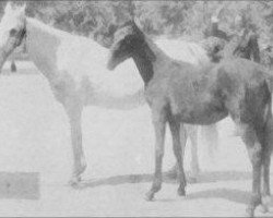 broodmare Bint Yamama 1895 RAS (Arabian purebred, 1895, from Saklawi I 1886 DB)