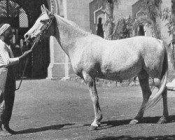 broodmare Negma 1910 RAS (Arabian purebred, 1910, from Dahman El Azrak 1893 RAS)