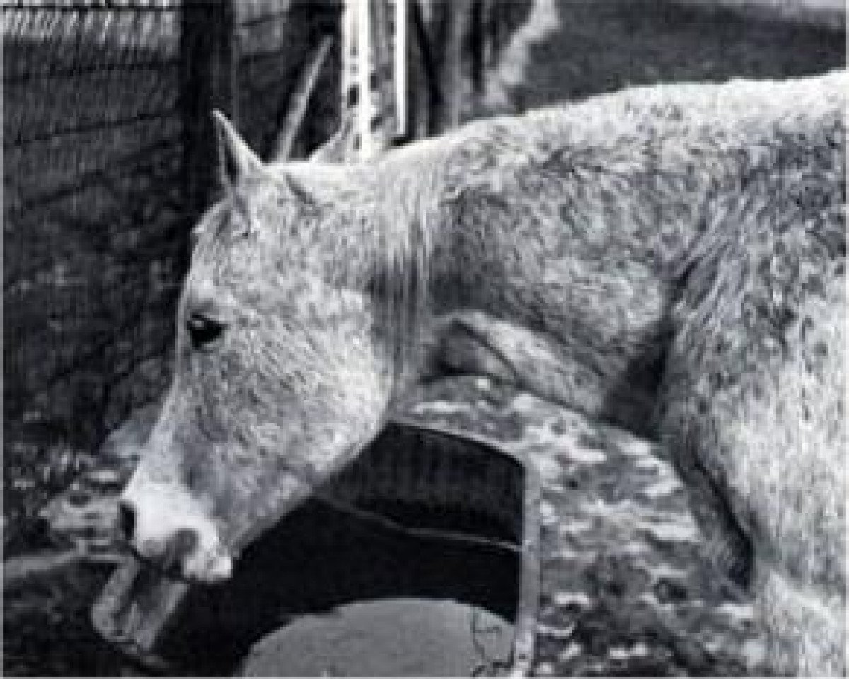 broodmare Maaroufa 1931 EAO (Arabian purebred, 1931, from Ibn Rabdan 1917 RAS)