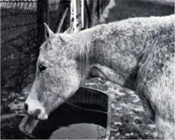 broodmare Maaroufa 1931 EAO (Arabian purebred, 1931, from Ibn Rabdan 1917 RAS)