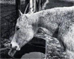 broodmare Maaroufa 1931 EAO (Arabian purebred, 1931, from Ibn Rabdan 1917 RAS)