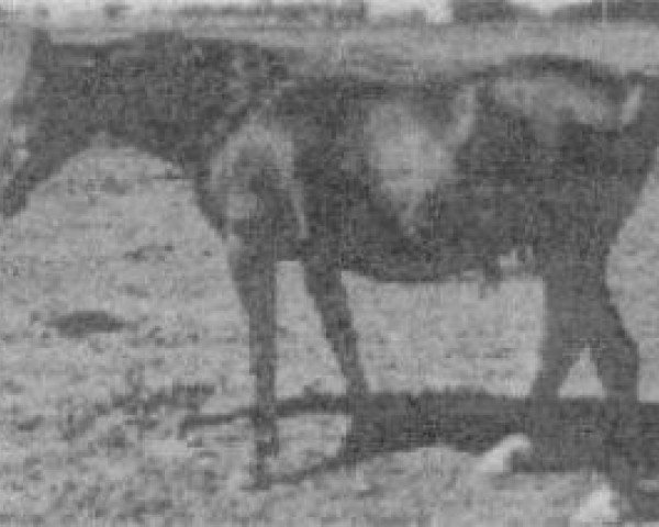 broodmare Bah Roufa 1961 EAO (Arabian purebred, 1961, from Fabah 1950 ox)