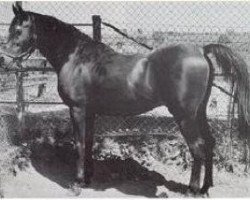 stallion Fabah 1950 ox (Arabian purebred, 1950, from Fadl 1930 RAS)