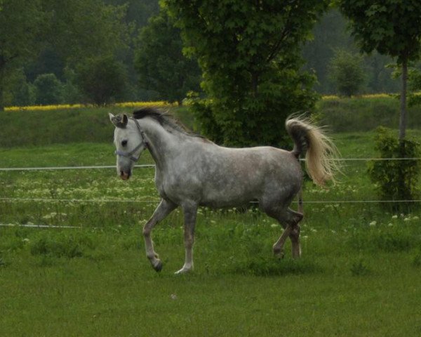 horse 249 Bistrica Hamdani 2004 ShA (Shagya Arabian, 2004, from 54 Mabrouk VI 2 1991 ShA)