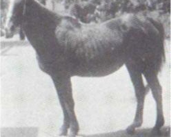 broodmare Tarfa 1900 RAS (Arabian purebred, 1900, from Dahman El Azrak 1893 RAS)