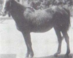 broodmare Tarfa 1900 RAS (Arabian purebred, 1900, from Dahman El Azrak 1893 RAS)