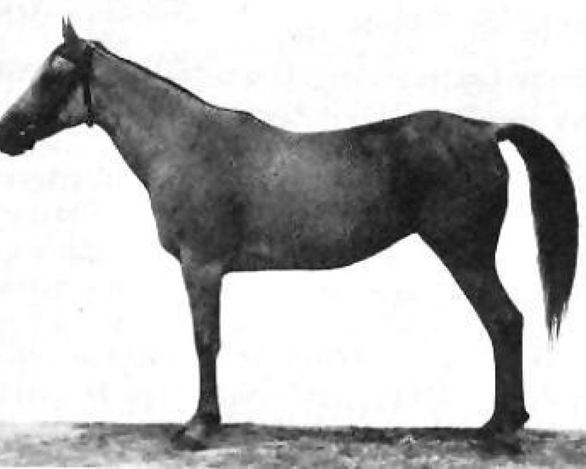 Zuchtstute Bint Gamila 1911 RAS (Vollblutaraber, 1911, von Ibn Nadra RAS)