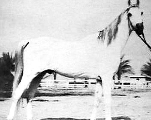 stallion Sid Abouhom 1936 RAS (Arabian purebred, 1936, from El Deree 1920 DB) stallion Sid Abouhom 1936 RAS (Arabian purebred, 1936, from El Deree 1920 DB)