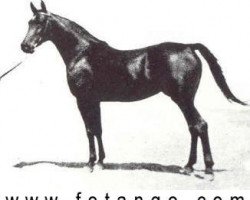broodmare Souhair 1954 EAO (Arabian purebred, 1954, from Sid Abouhom 1936 RAS)