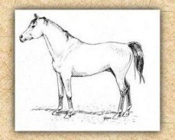 stallion Dahman El Azrak 1893 RAS (Arabian purebred, 1893, from Jamil el Ahmar RAS)