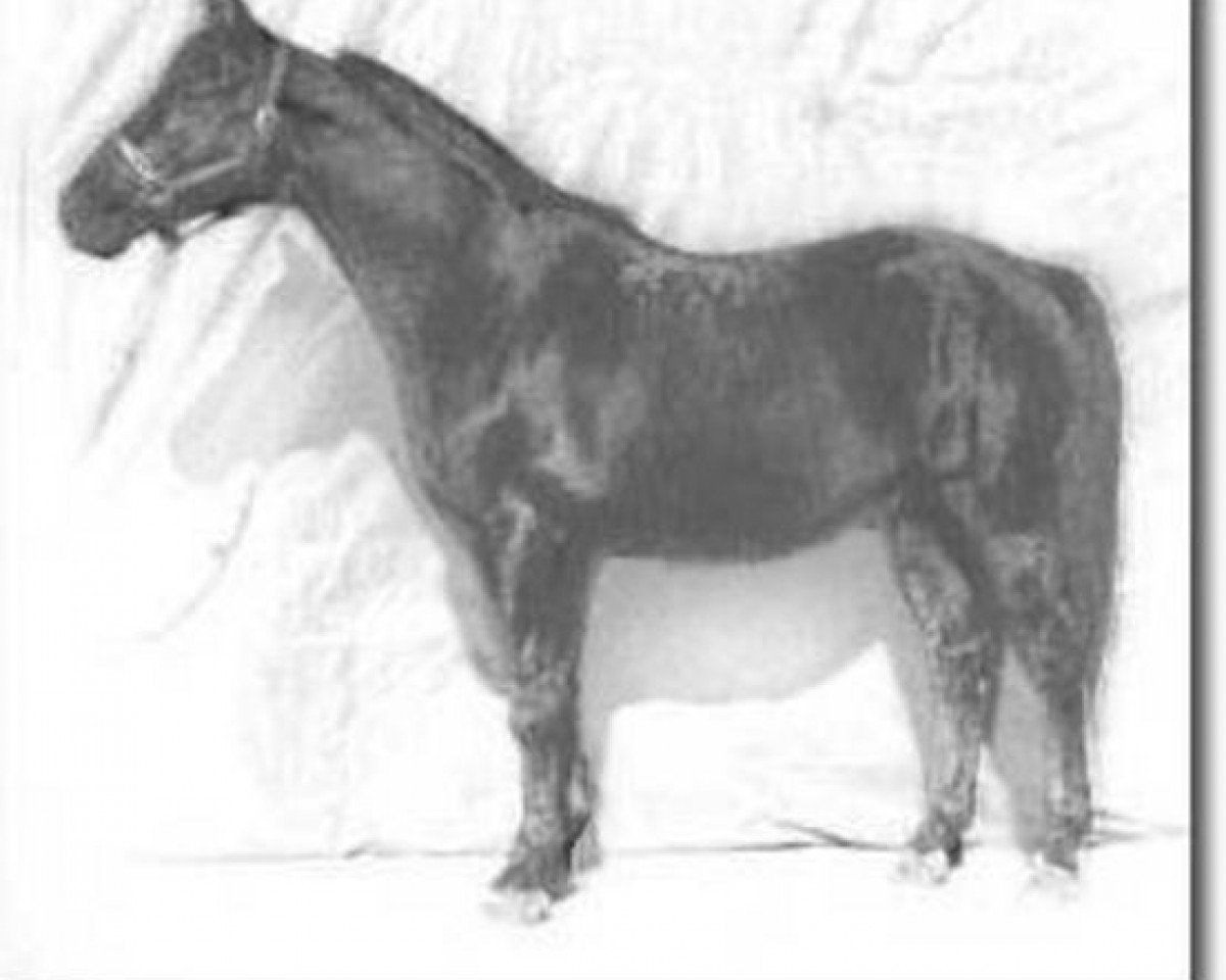 stallion Insterruf (Trakehner, 1972, from Schwalbenflug)