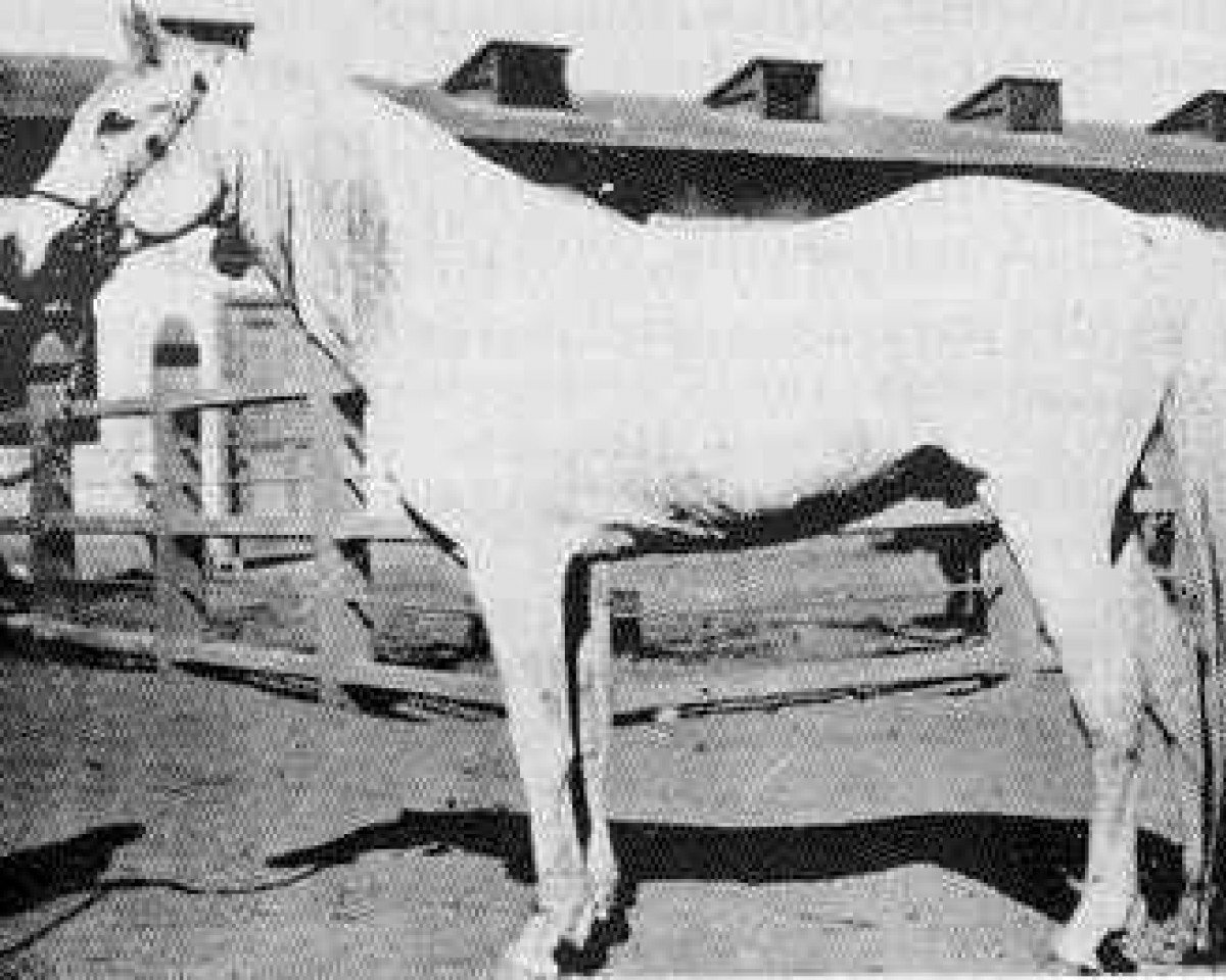 stallion Rabdan el Azrak 1897 RAS (Arabian purebred, 1897, from Dahman El Azrak 1893 RAS)