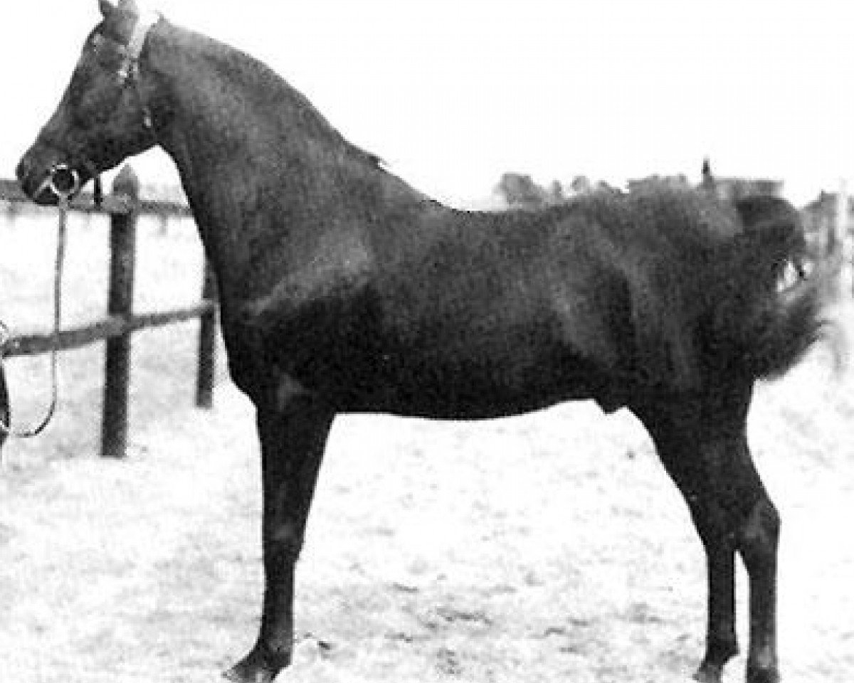 stallion Ibn Rabdan 1917 RAS (Arabian purebred, 1917, from Rabdan el Azrak 1897 RAS)