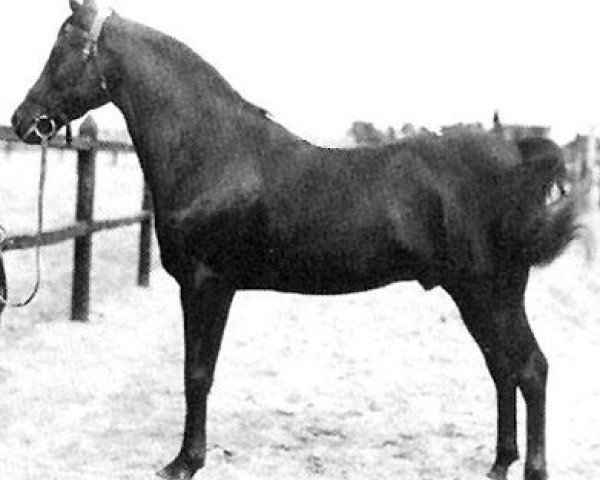 Deckhengst Ibn Rabdan 1917 RAS (Vollblutaraber, 1917, von Rabdan el Azrak 1897 RAS) Deckhengst Ibn Rabdan 1917 RAS (Vollblutaraber, 1917, von Rabdan el Azrak 1897 RAS)