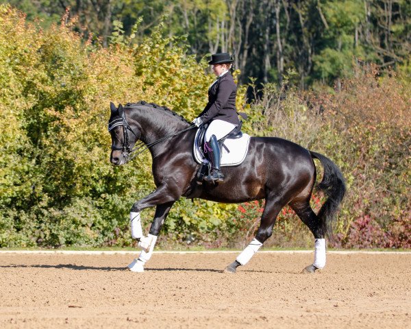 Dressurpferd Erste Sahne (Deutsches Sportpferd, 2015, von Genesis)