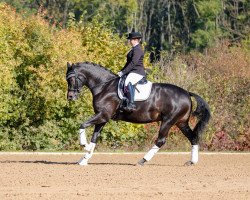 Dressage horse Erste Sahne (German Sport Horse, 2015, from Genesis)