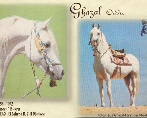 stallion Ghazal 1953 EAO (Arabian purebred, 1953, from Nazeer 1934 RAS) stallion Ghazal 1953 EAO (Arabian purebred, 1953, from Nazeer 1934 RAS)