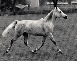broodmare Sahmet 1957 ox (Arabian purebred, 1957, from Hadban Enzahi 1952 EAO)