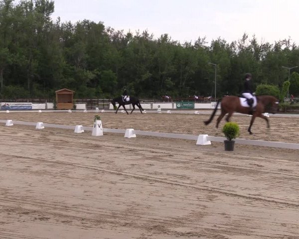 Reitturnier Frechen-Grefrath - Sonnenhof 2022