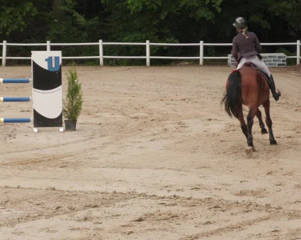Reitturnier Losheim am See 2022
